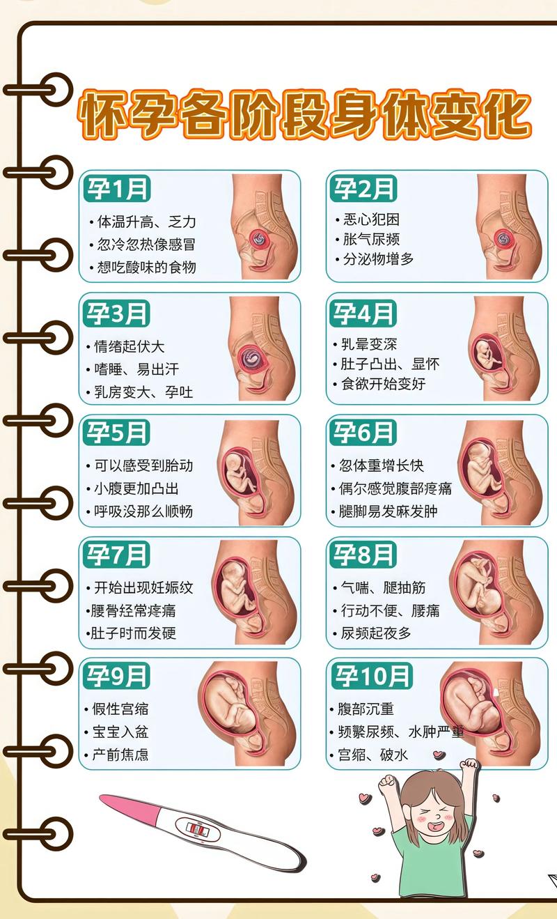 揭秘供卵代孕妈妈怀孕小腹分两节，孕期变化的奥秘贺州代生机构: